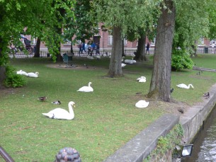 2024-05-02 - Brugge-Davidsfonds (187)